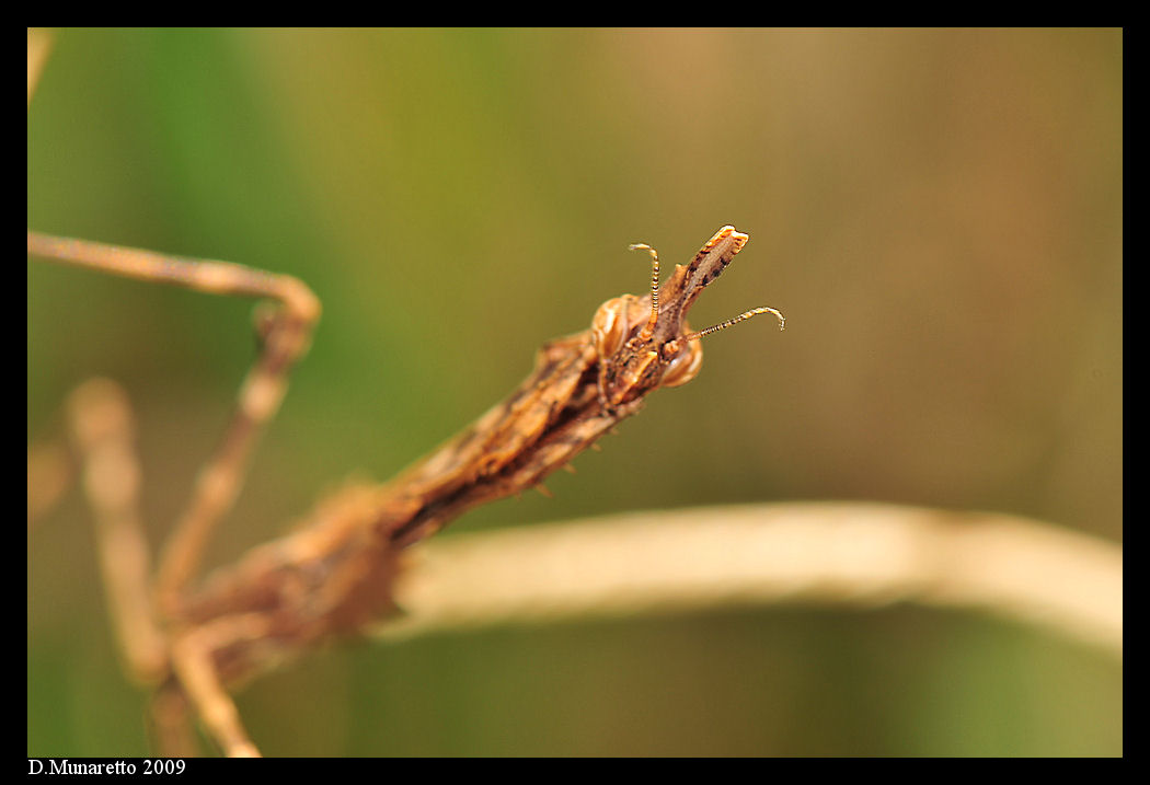 Mantide...f16 vs f32